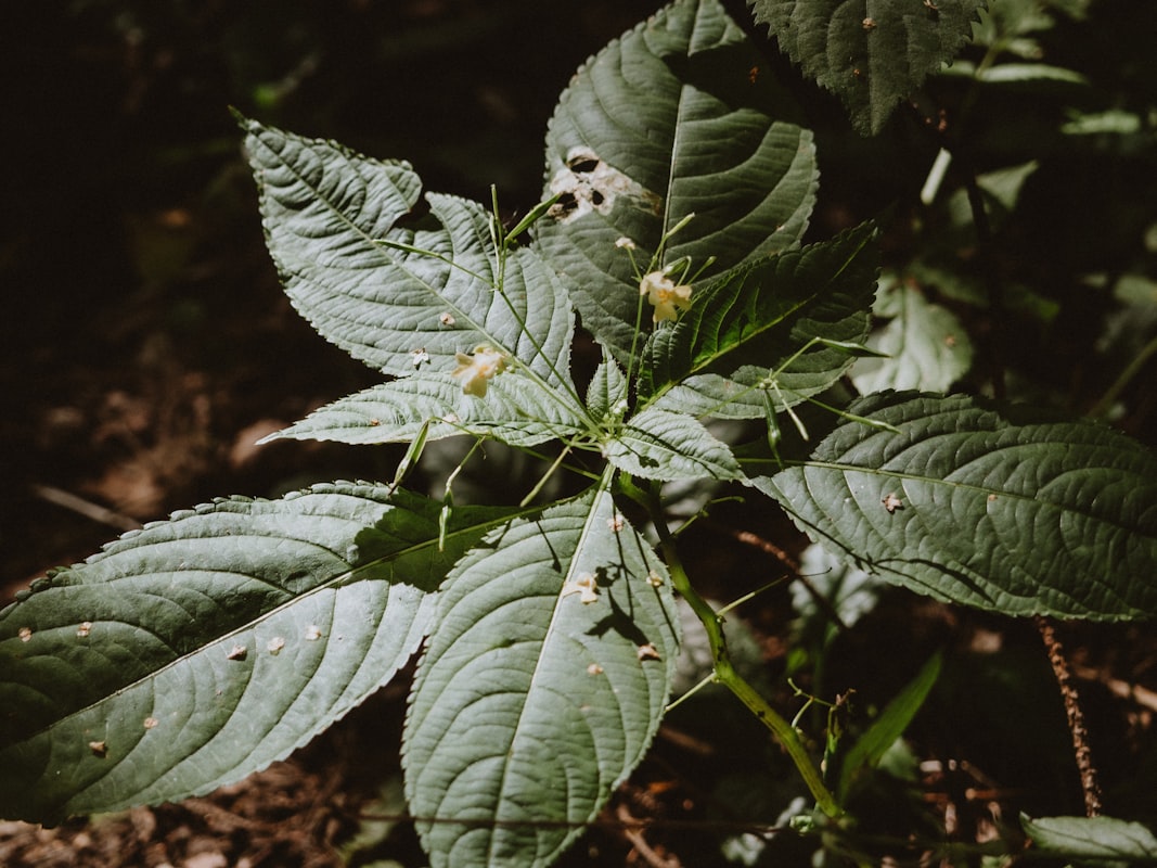 Men's wellness and herbal supplements